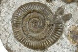 Jurassic Ammonite (Dactylioceras) Fossil Cluster- Germany #279470-2